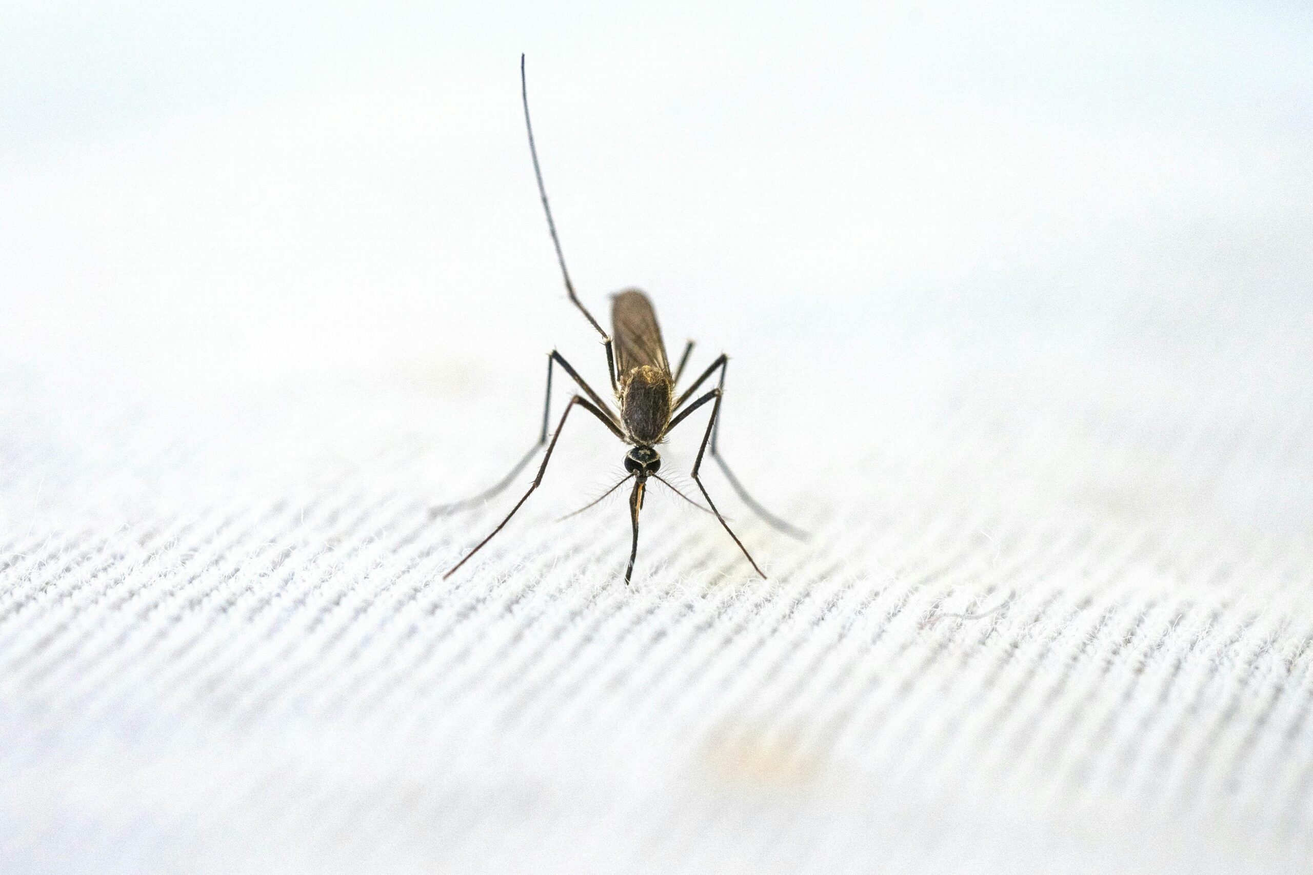 Malaria Symptome und Verlauf